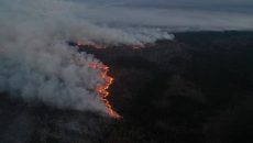 В Житомирской и Киевской областях локализованы все очаги лесных пожаров – ГосЧС