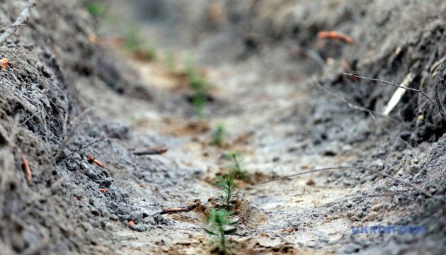 В Украине на участках срубов высадили молодые деревья - Гослесагентство