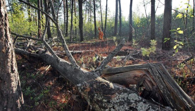 ГБР подозревает в незаконной вырубке леса на Львовщине шесть человек