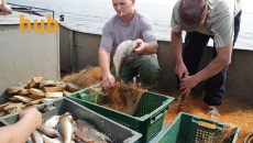 Украина экспортировала рыбы на более $2,4 миллиона