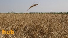В Украине сократились запасы зерна - Госстат
