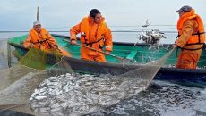 Украина увеличила экспорт рыбы на 23%