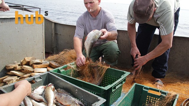 Украина в июле увеличила экспорт готовой и консервированной рыбы