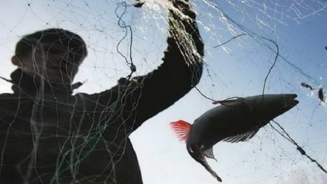 В Украине усилят борьбу против рыбного браконьерства