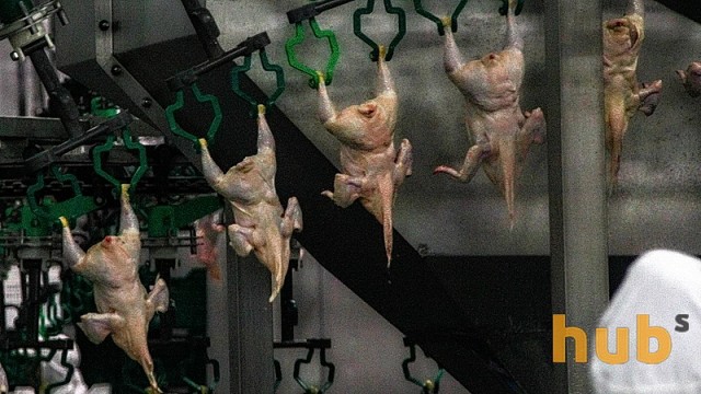 ЕС ограничил импорт мяса птицы из Украины