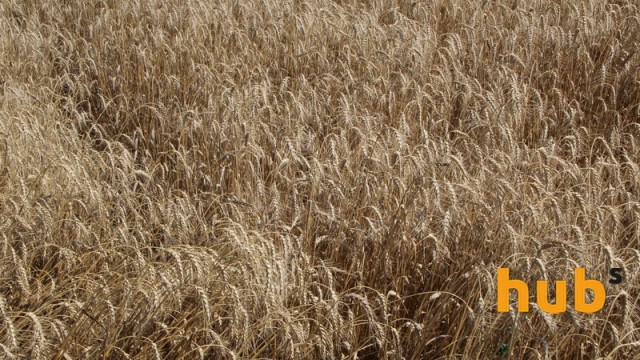 В Украине зерновые собрали с 99% засеянных площадей