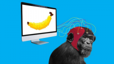 Стартап Маска научил обезьяну играть в компьютерные игры