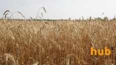 Украина экспортировала более 28,7 млн тонн зерновых