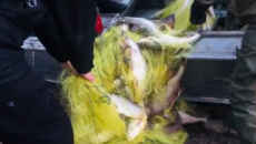 Полиция задержала браконьеров по вылову рыбы