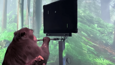 Стартап Neuralink Илона Маска показал обезьяну с вживленным чипом