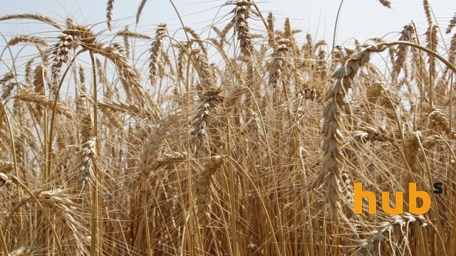 Аграрии засеяли зерновыми уже свыше 300 тыс. гектаров