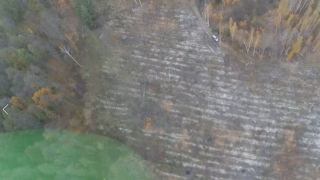 Чиновников «Киевоблагролеса» подозревают в незаконной вырубке леса - ГБР
