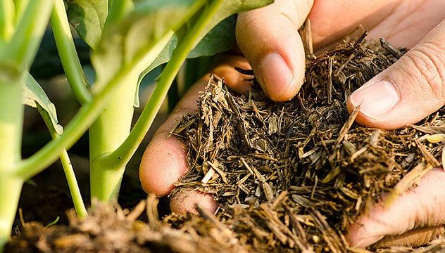Арабская компания планирует производить в Украине органические удобрения