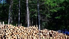 Вырубка леса нанесла свыше 50 млн гривен убытков - Госэкоинспекция