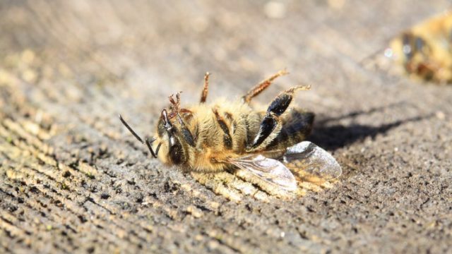 Укрпочта уморила 8 млн пчел