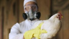В Китае зафиксировали случай заражения новым штаммом птичьего гриппа