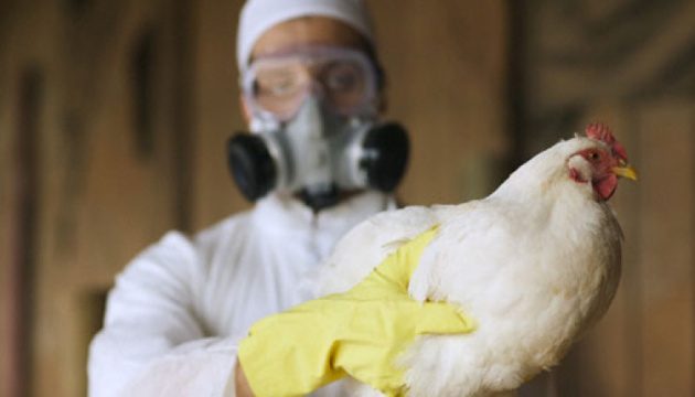 В Китае зафиксировали случай заражения новым штаммом птичьего гриппа