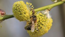 Пыльца может усиливать распространение COVID-19, - исследование
