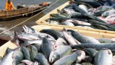 В Азовском море вылов рыбы увеличился на 26%
