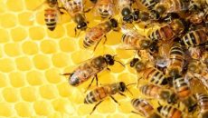 Украинский мед выходит на рынок Катара - Госпродпотребслужба