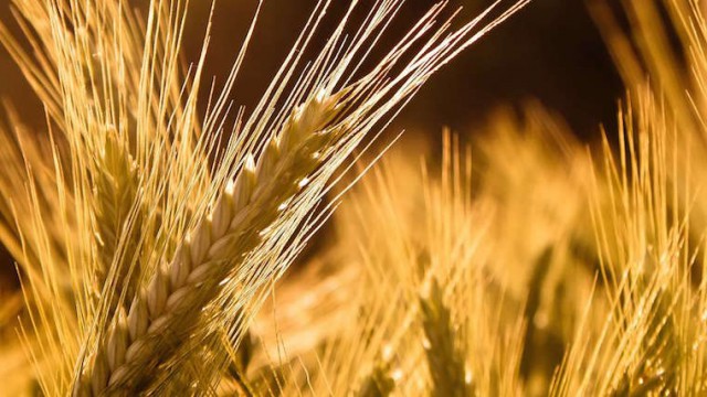 Украине прогнозируют рекордный урожай пшеницы – УКАБ