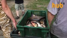 В Украине сократилось потребление рыбы