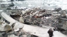Украинские ученые установили возраст скелета кита из Антарктиды
