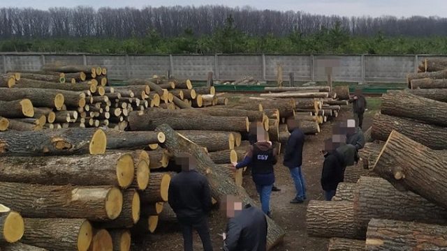 В Украине с начала года осудили более 40 человек за незаконную продажу лесных ресурсов - СБУ