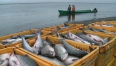 Промышленный вылов рыбы в Днепре увеличился на 13% - Госрыбагентство