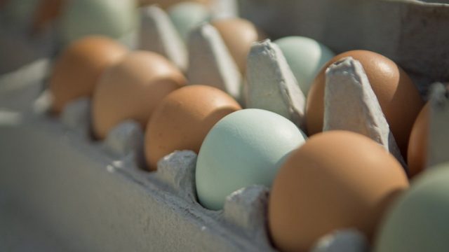В Украине производство яиц упало с начала года на 14% – Госстат