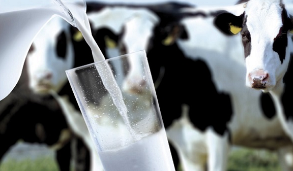 Украина увеличила импорт молочки на 22% - УКАБ