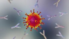 Ученые нашли антитело, которое может противостоять разным коронавирусным инфекциям