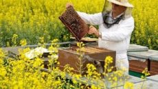 Пчеловодам начислили 240 млн гривен бюджетной дотации