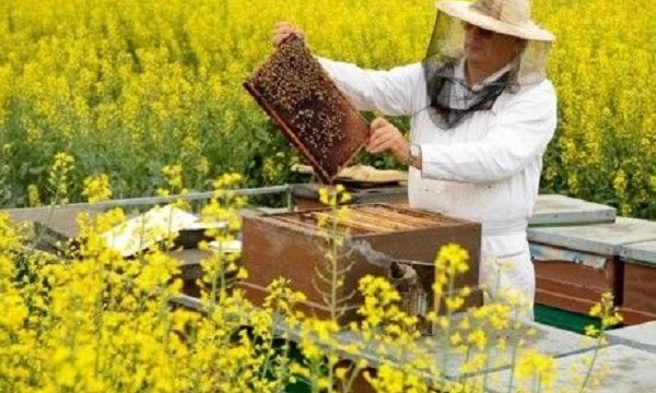 Пчеловодам начислили 240 млн гривен бюджетной дотации