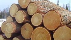 Рада приняла в первом чтении законопроект о рынке древесины