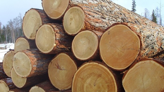 Рада приняла в первом чтении законопроект о рынке древесины