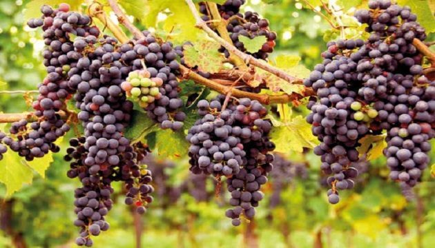 Рада приняла закон о стимулировании виноградарства