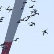 Компанія DHI запровадила технологію захисту птахів при роботі вітрових турбін з використанням штучного інтелекту